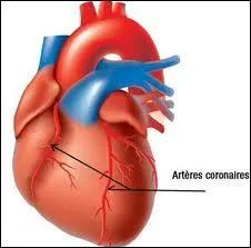 Quel terme dsigne une des cavits du cur ?