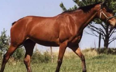 Quiz Galop 1