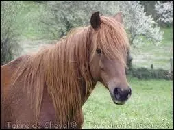 Qu'est-ce que la croupe ?