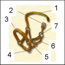 Est-ce le bon ordre pour mettre le licol ?