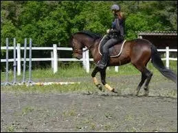 Combien existe-il d'allures ?