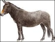 Et puis, comment appelle-t-on le croisement d'un cheval et d'une nesse ? (A ne pas confondre ! )