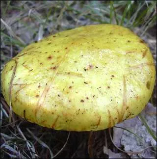Allez, un effort et vous arriverez prs de la fin du quiz. Comment ce champignon s'appelle-t-il ?