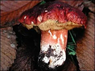 Vous avez une indigestion de bolet ? Eh bien, voil un cpe comme vous en aimez bien !