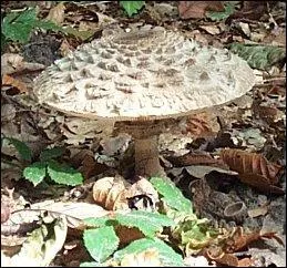 Vous n'aimez pas les cpes ? Bon, eh bien on passe aux lpiotes et dites-moi le nom de ce champignon :