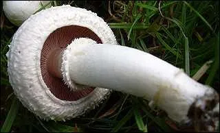 Je mlange les agarics et les amanites ! Trouvez moi le nom de ce superbe champignon, mes chers mycologues :