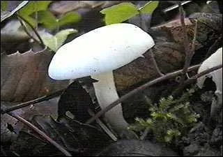 Allez on termine par des hygrophores et l, pas de fautes mes chers mycologues !