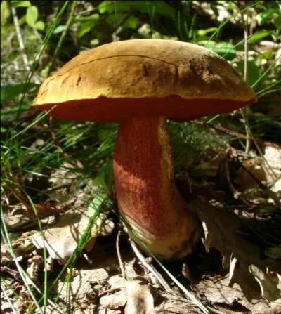 Quel est le nom de ce superbe champignon ?