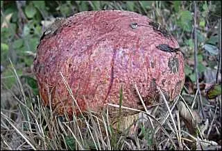 Ce champignon mystrieux s'appelle :