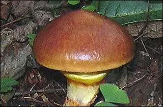 Quel magnifique spcimen ! Mais quel est son nom ?