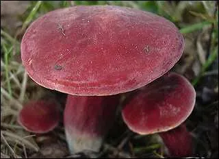 Celui-ci aussi n'est pas mal non plus ! Quel est son nom, chers mycologues ?