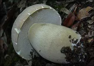 Ce dlicieux spcimen est superbe ! Quel est son nom, chers mycologues ?