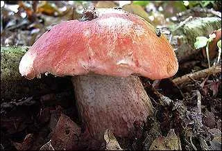 Devinez le nom de ce mystrieux champignon :