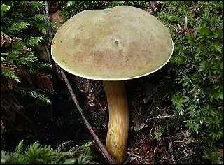 Connaissez vous ce champignon, chers mycologues ?