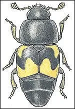 Quel est cet insecte ?