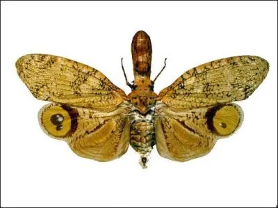 Quel est cet insecte ?