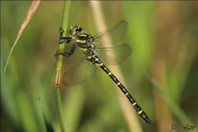 Quel est cet insecte ?