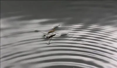 Quel est cet insecte ?