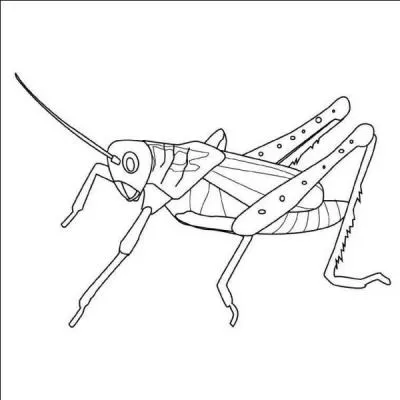 Quel est cet insecte ?