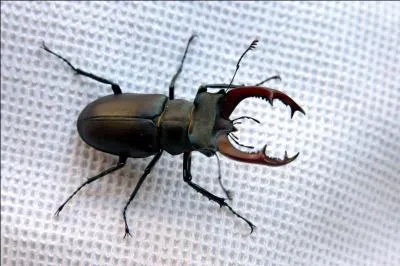 Quel est cet insecte ?