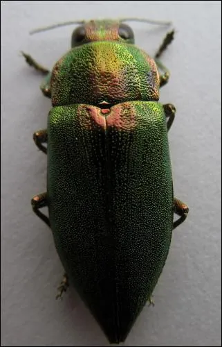 Quel est cet insecte ?