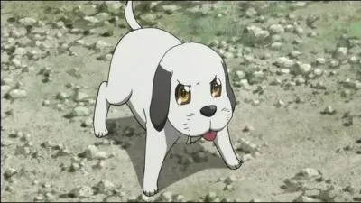 Qui est ce petit chien ?