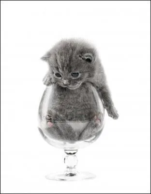 Et qu'est-ce qu'un  petit gris  ?