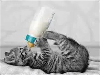 Le quiz est fini ! Si vous avez bu du petit lait c'est que vous tes...