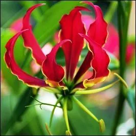 Quelle est cette fleur ?