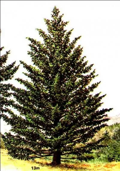 Quel est cet arbre ?