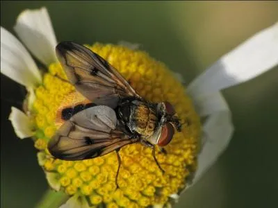 A quel ordre appartient cette mouche ?
