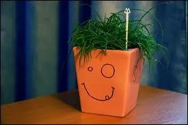 C'est en se plantant ...