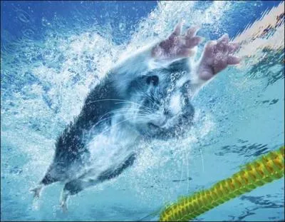 Retenez votre souffle et donnez la rponse !