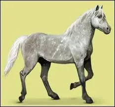 Ce cheval aussi a le nom d'une plante mais laquelle ?