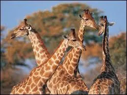 Combien d'oreilles voyez-vous ?