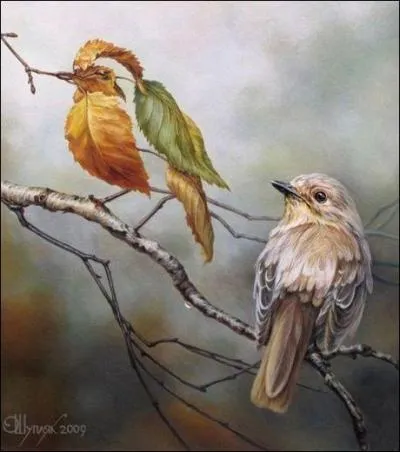 Combien y a-t-il d'oiseaux ?