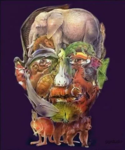 Combien y a-t-il d'animaux ?