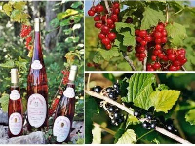 Ces vins doux naturels haut-marnais sont servis en ap�ritif ou avec les desserts. Ce sont les :
