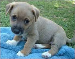 Meilleur ami de l'homme, je peux tre grand mais aussi tout petit, cela dpend de ma race, je suis _________.