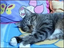 Saurez-vous vous rappeler du nom de cet animal ?