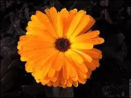 Quel est le vritable nom de cette fleur ?