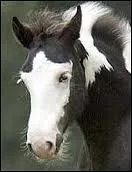 Et comment s'appelle cette marque blanche sur la tte du cheval ?
