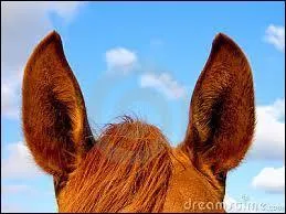 Comment peut-on dcrypter l'humeur du cheval ?