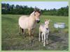 Quiz Galop 1
