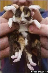 Voici la première  spidercat  ! Quelle est la seule espèce d'araignée végétarienne connue ?