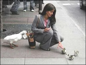 C'est mal ce que tu as fait, va au  coin  ! Les canards sont plus faciles  chasser quand :