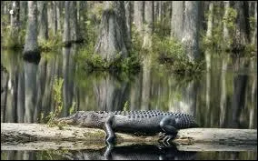 En 2013, quel chanteur franais est tomb sous le charme dans le Bayou ?