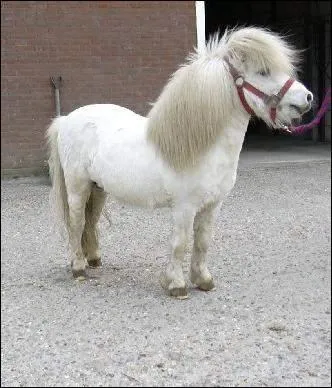 Et ce tout petit cheval ?