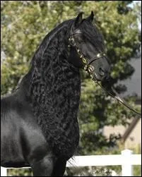 Et ce majestueux cheval  la robe toujours noire ?