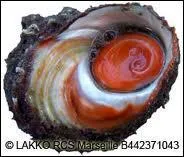 Quel est ce coquillage que l'on trouve sur les plages de Corse aprs les temptes ?